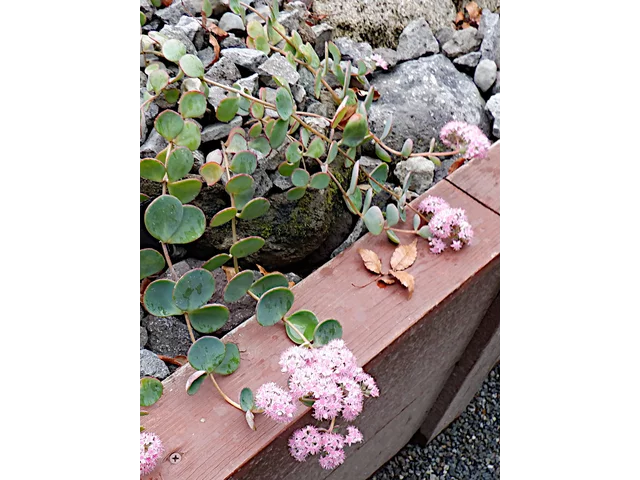 圆扇八宝