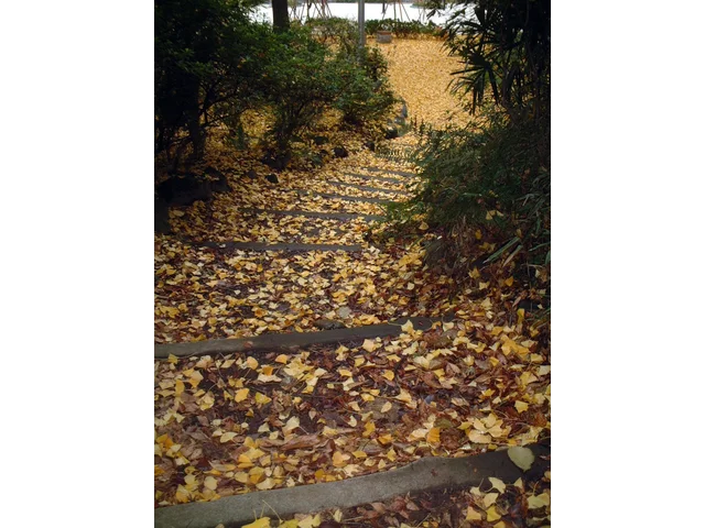 Ginkgo biloba tree