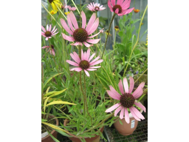 Echinacea purpurea