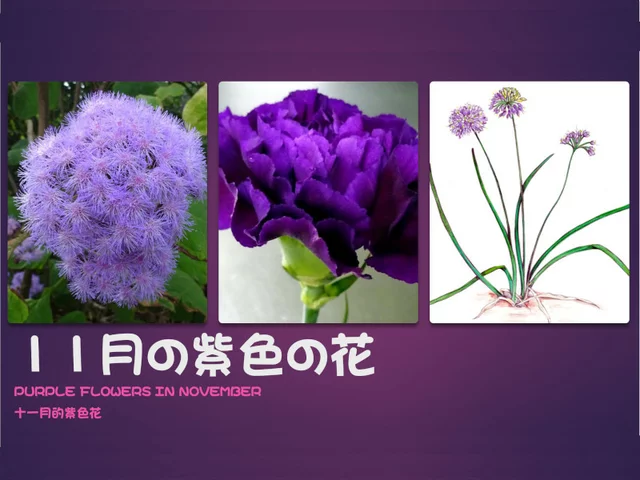 バルトレッティナ・ソルディダ