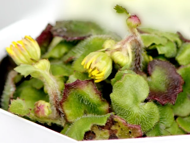 ヒメツワブキ