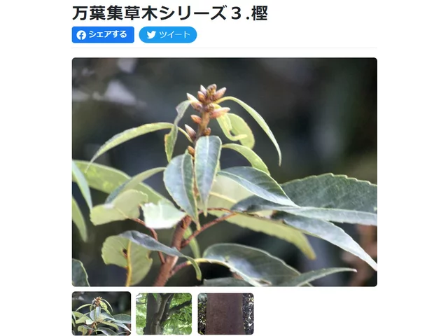 シラカシ