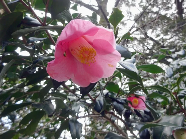 Camellia 'Juro-an'