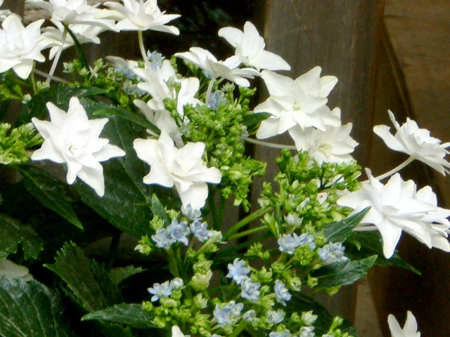 Hydorangea prolifera