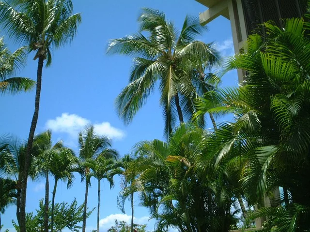 Cocos nucifera