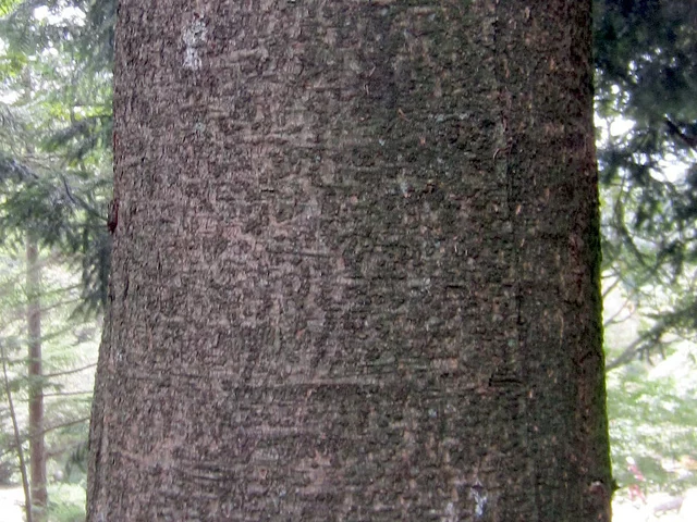 Nikko Fir Abies homolepis