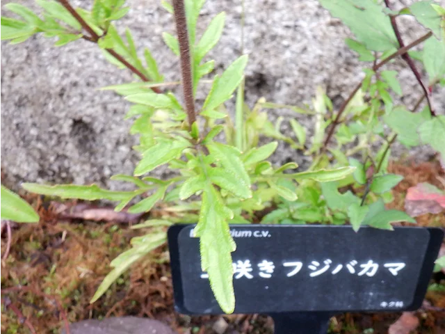 Tamazaki Fujibakama