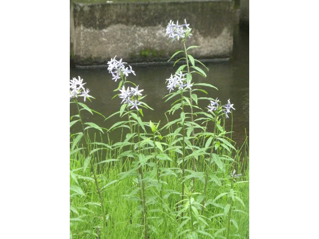 水甘草