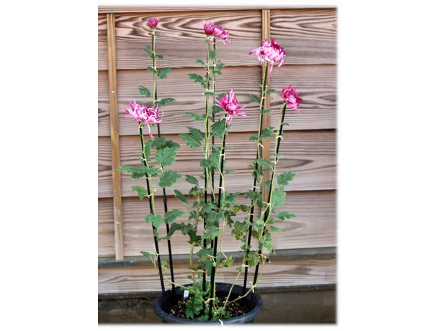 菊花 "江户菊 '花散里’