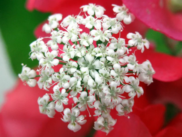 Ammi majus