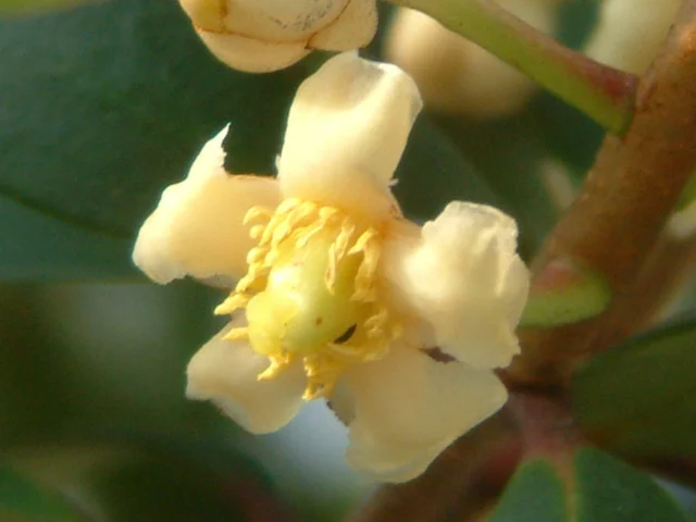 Ternstroemia gymnanthera