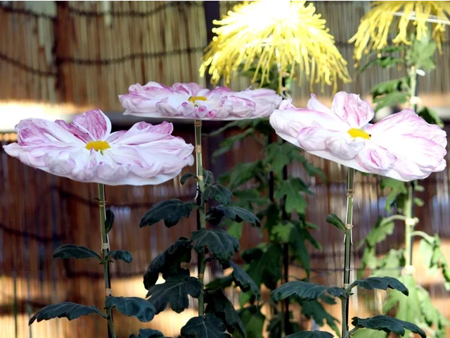 玉光院 菊>大菊>一文字菊