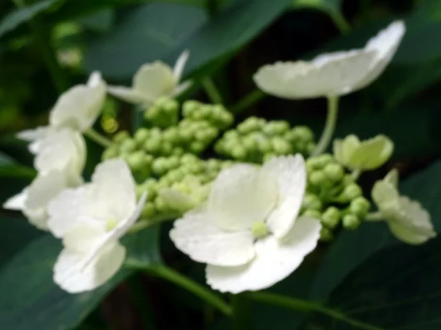 額紫陽花 ユングフラウ ホワイト