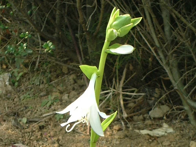 Eucharis × grandiflora