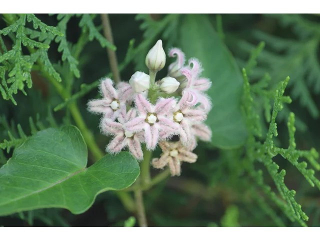 Metaplexis japonica