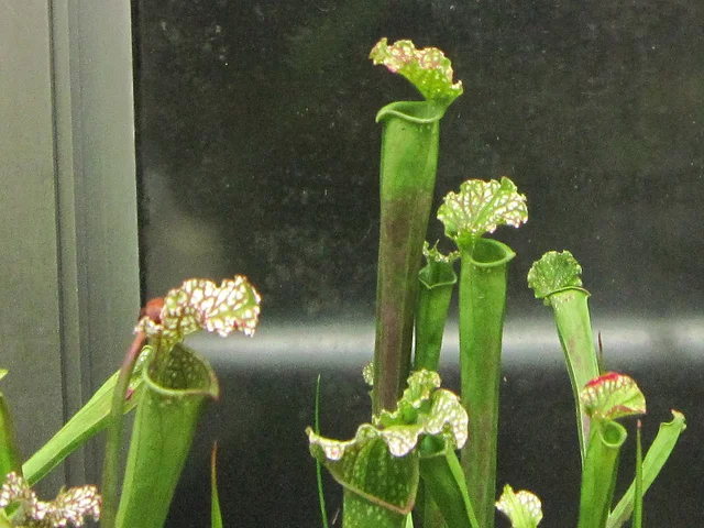白瓶子草