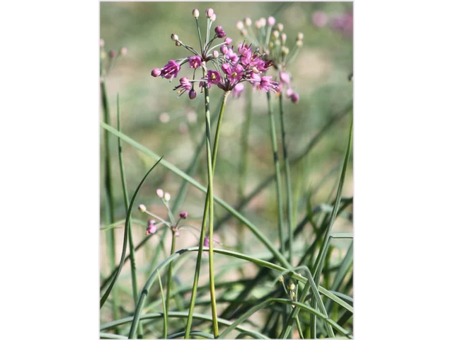 Allium chinense