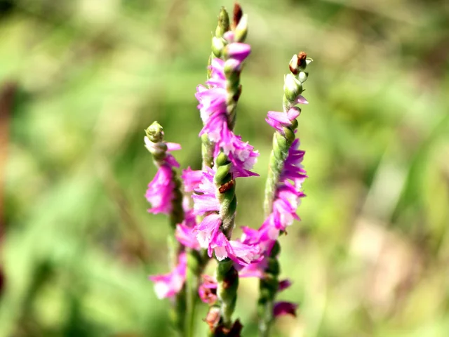 Spiranthes sinensis