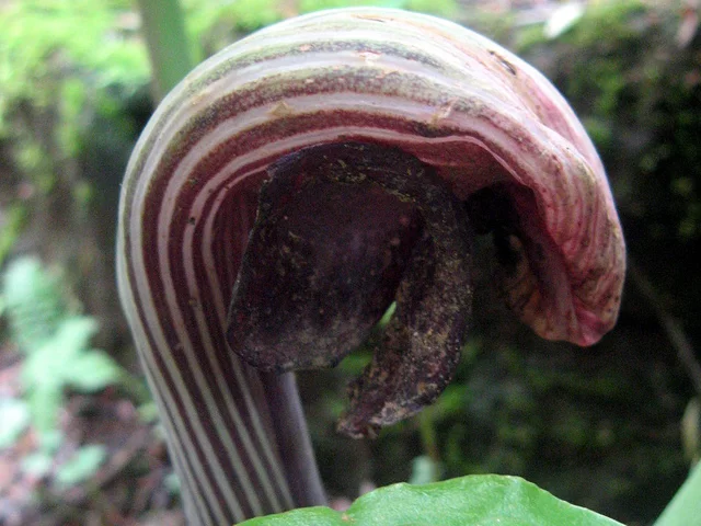 Arisaema ringens