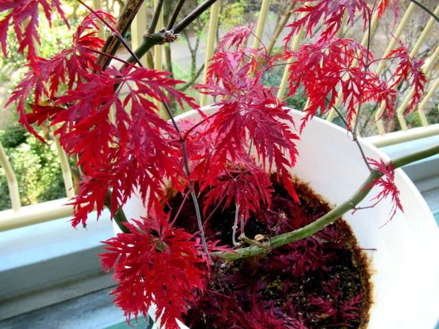 紅葉 紅枝垂