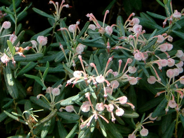 Andromeda polifolia