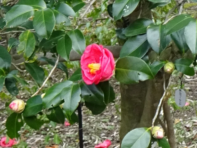 Camellia Akashigata