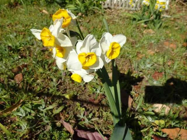 Narcissus chinensis