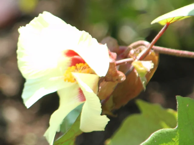 Cotton