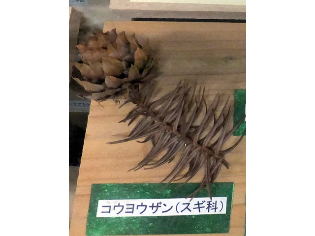 Chinese fir tree
