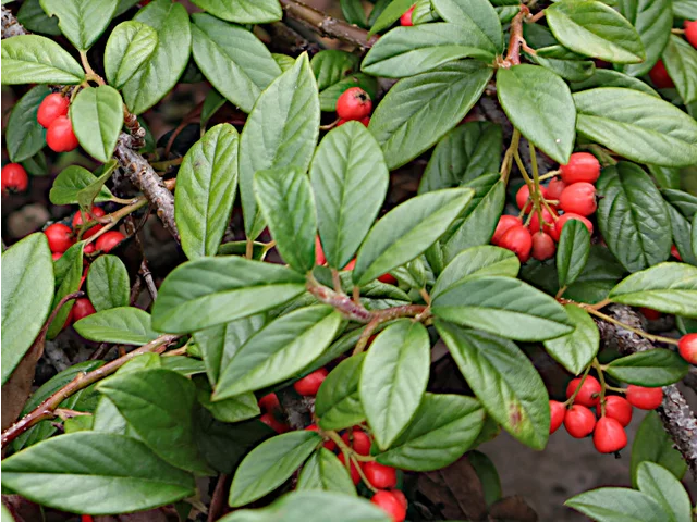 Rock cotoneaster