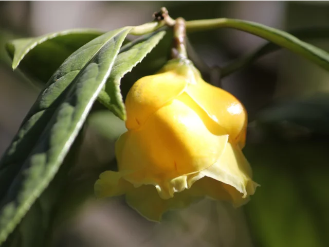 Camellia chrysantha