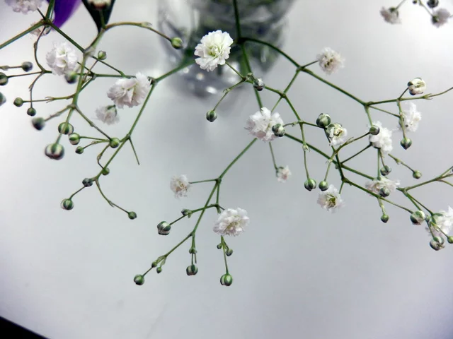 Gypsophila