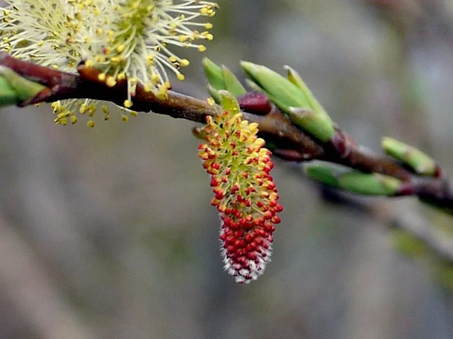 Pussy willow