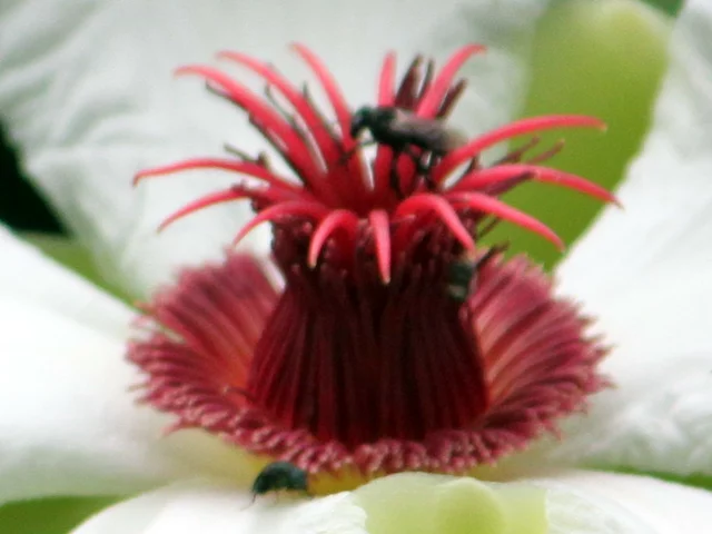 Dillenia philippinensis