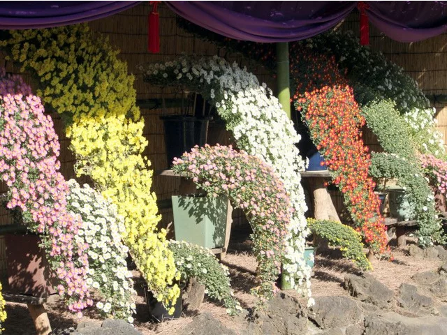 懸崖作り 菊>小菊