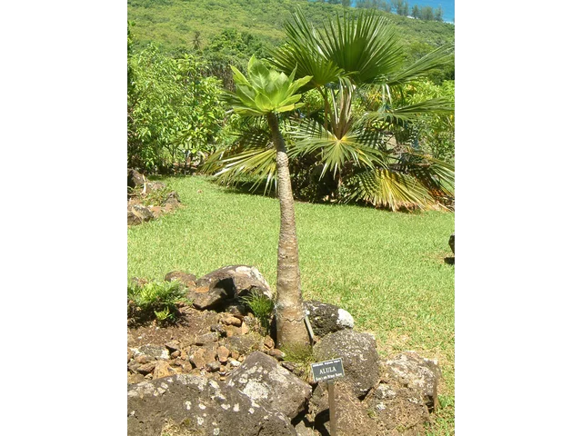 Brighamia insignis