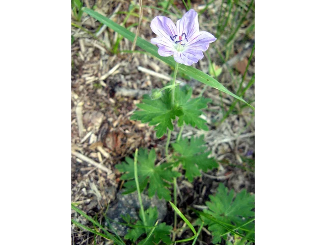 蝦夷老鹳草