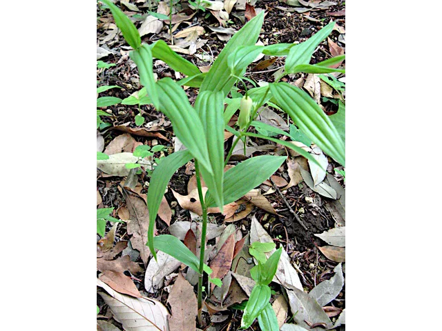 Disporum sessile