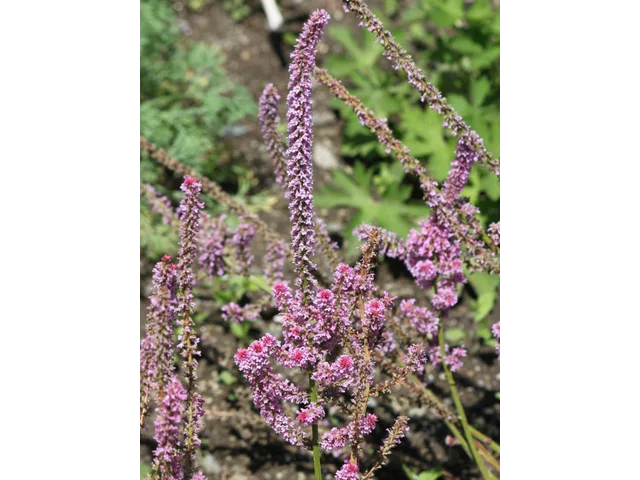 Limonium swallowed