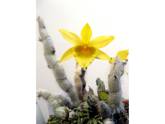 Dendrobium senile