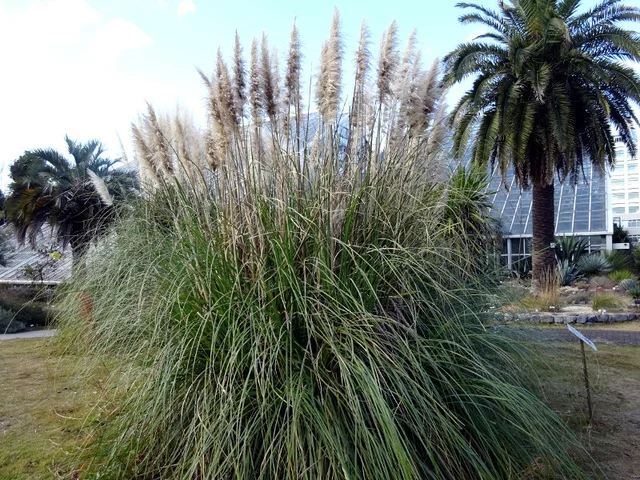 Pampas grass