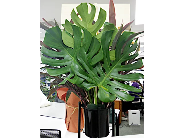 モンステラ | Monstera deliciosa | かぎけん花図鑑