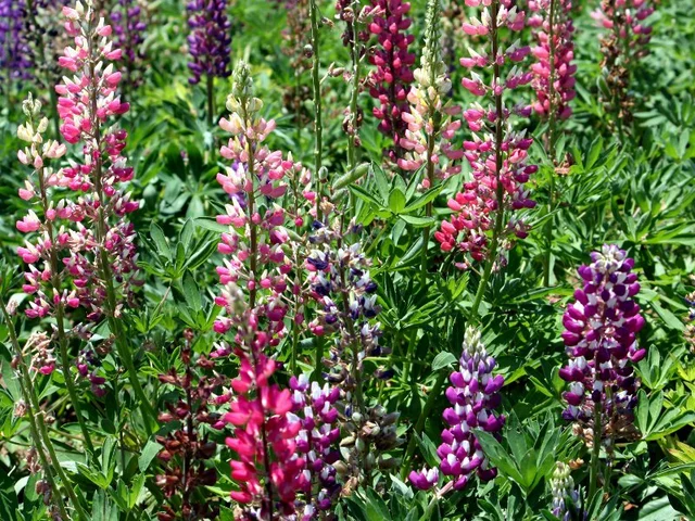 Lupinus polyphyllus
