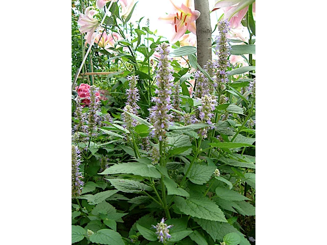 Agastache