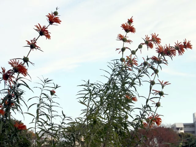 Leonotis