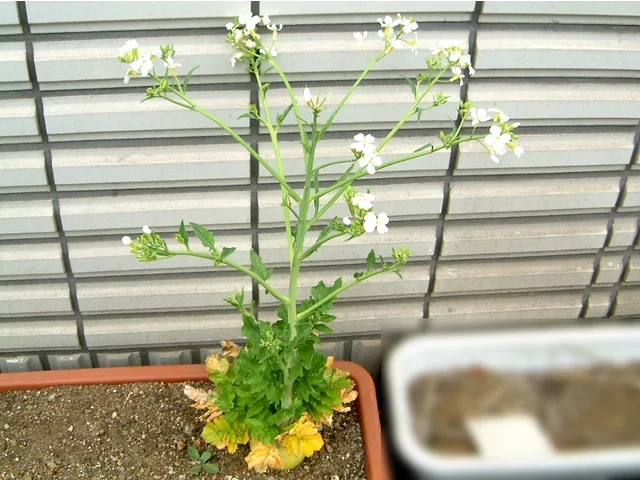 Pea
