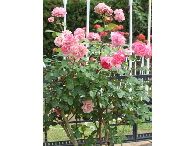 薔薇 "the Pilgrim"