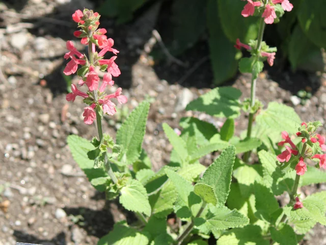 Stachys coccinea