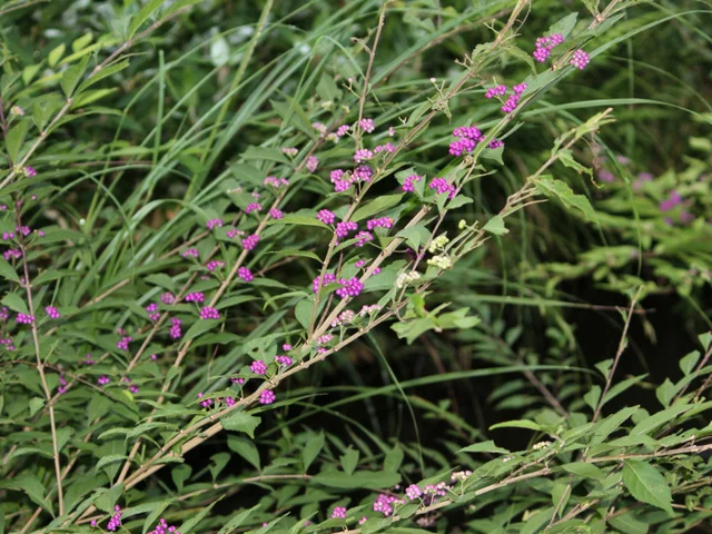 Callicarpa dichotoma