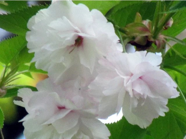 Ichiyo cherry